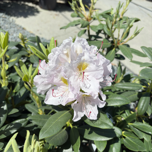 白色卡托巴杜鹃花