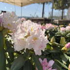 白色卡托巴杜鹃花