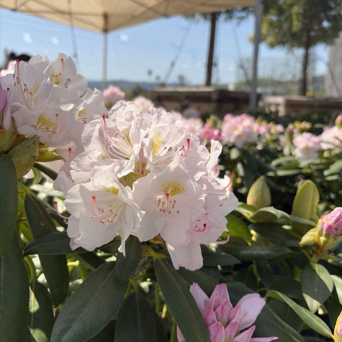 白色卡托巴杜鹃花
