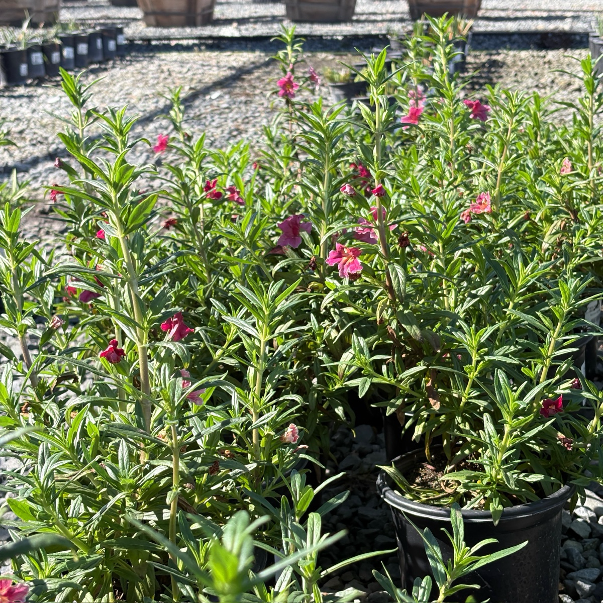 糖豆系列猴面花