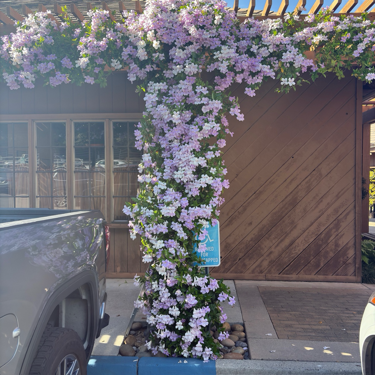 紫花凌霄