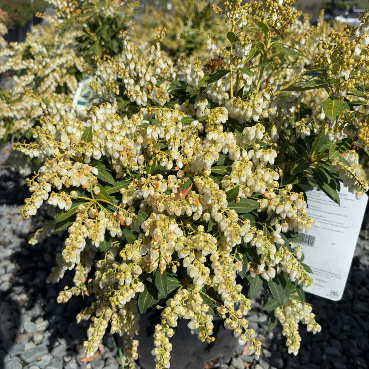 卡瓦汀马醉木