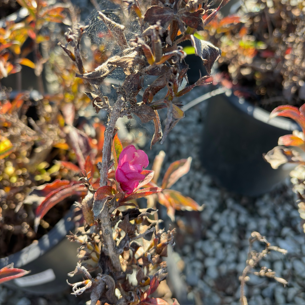 迷你锦带花