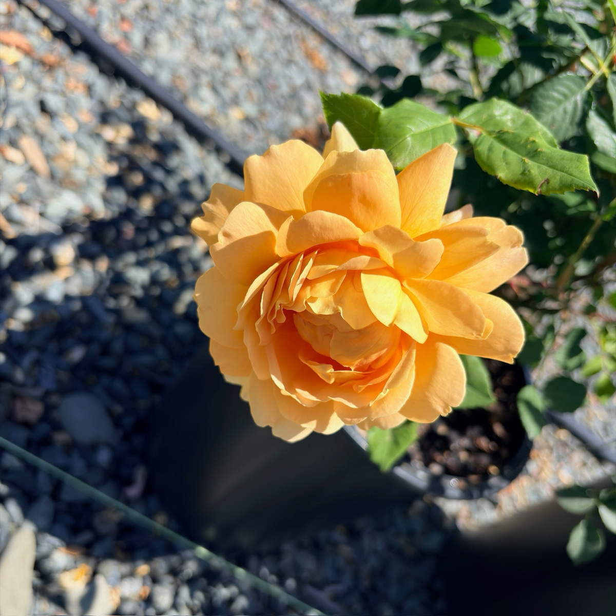 夏夫人月季