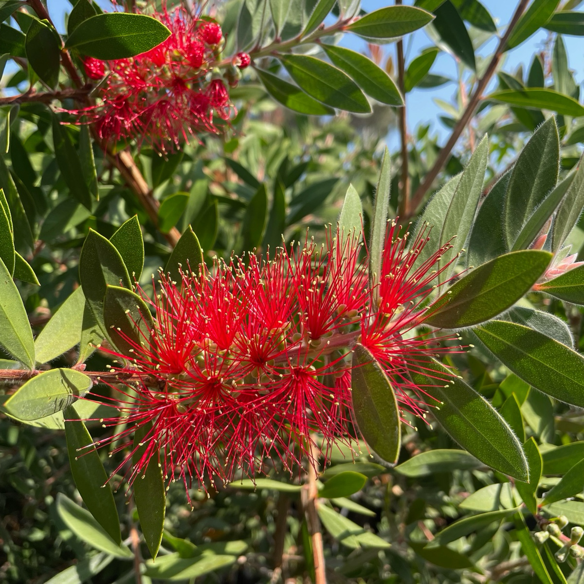 刷子花/红千层