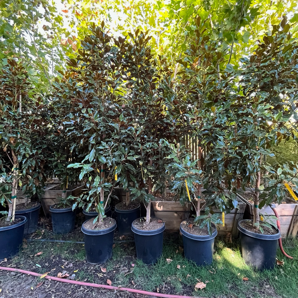 帕里斯荷花玉兰