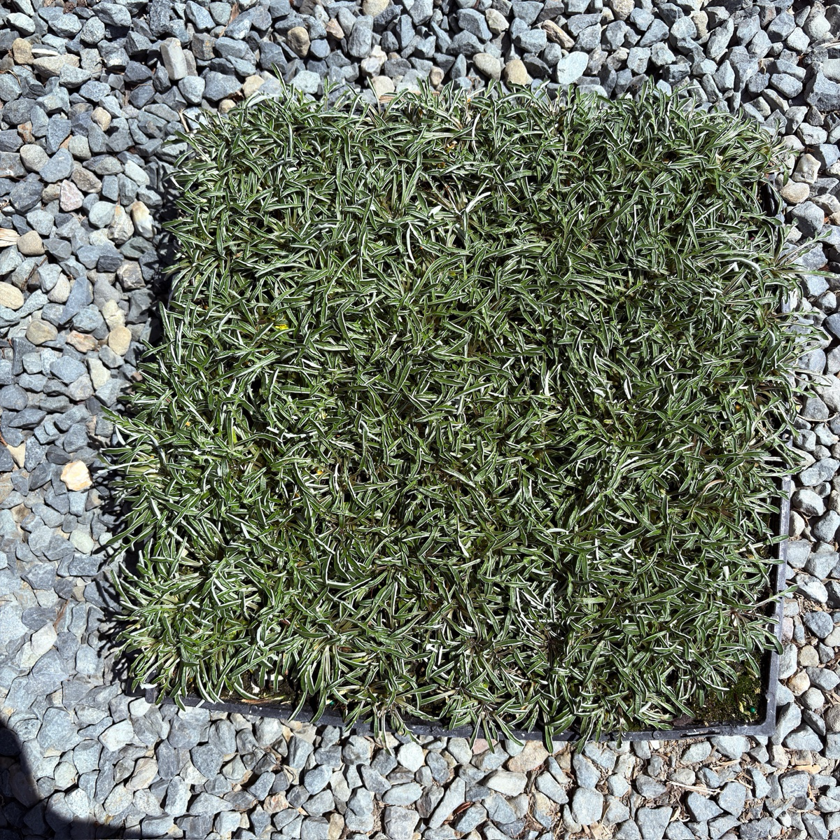 垫状灰毛菊