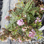 宴会紫色长阶花