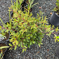 伊芙·凯斯咖啡莓