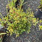 伊芙·凯斯咖啡莓