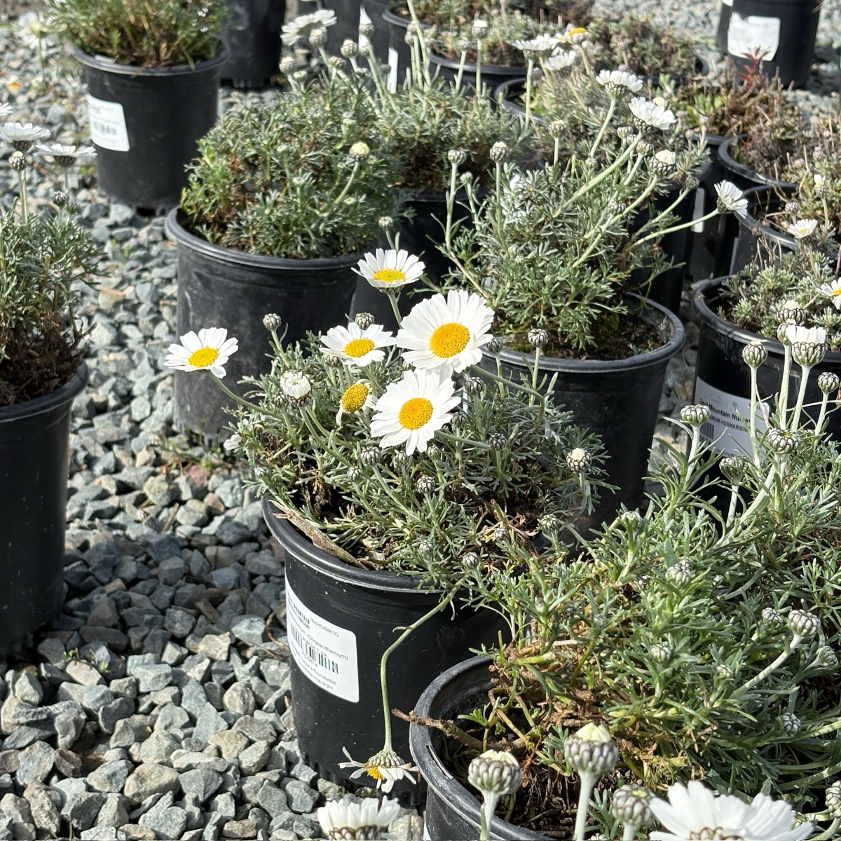 白舌假匹菊