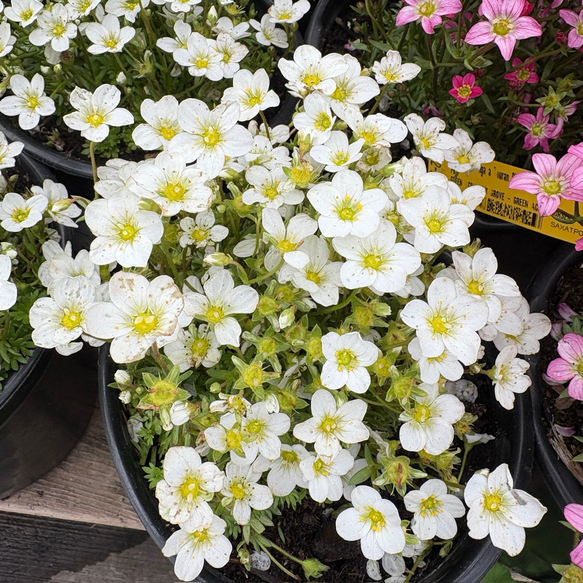 虎耳草