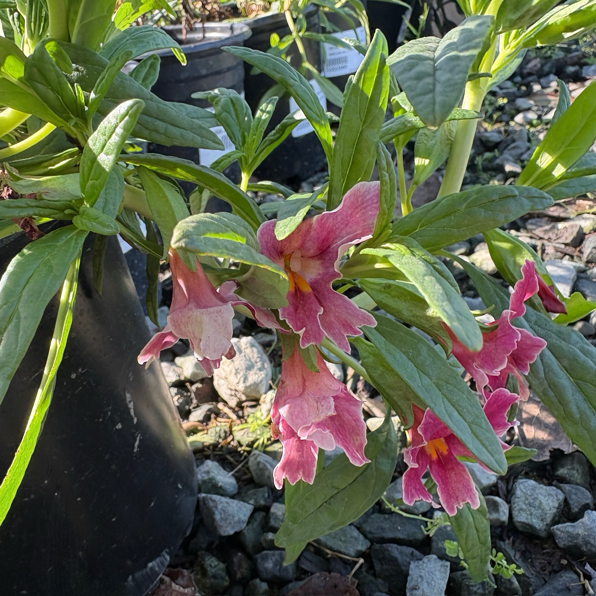 糖豆系列猴面花