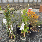 白花飘香藤
