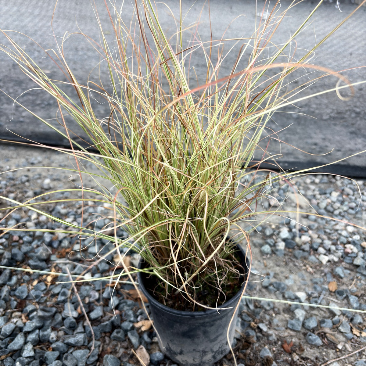晨光芒草