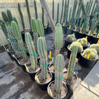 量天尺| 蓝绿巨柱夜后香花| 可食紫果| 湾区旱景花园建筑级仙人掌