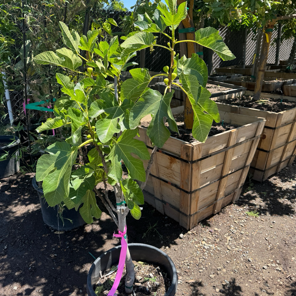 金镶玉无花果树