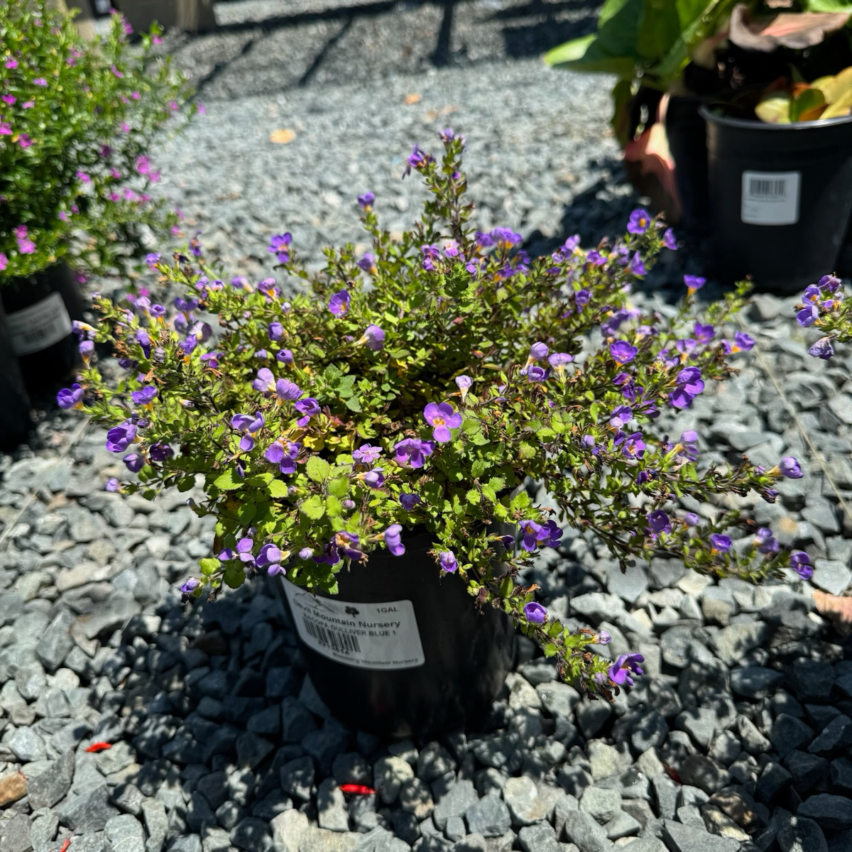 雪朵花