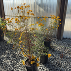 芳香万寿菊