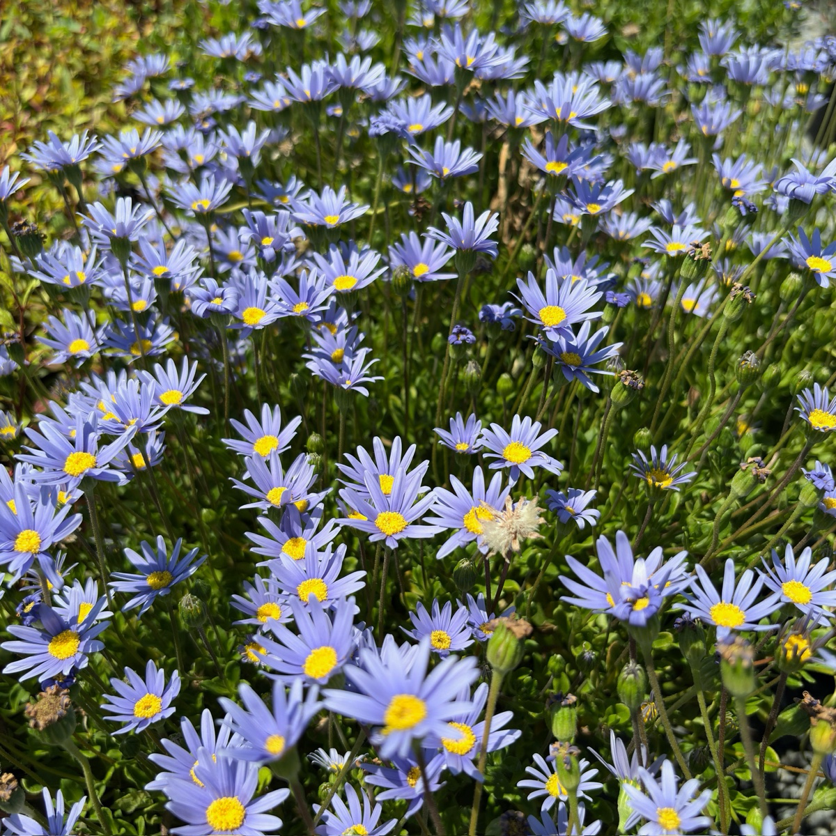 蓝菊