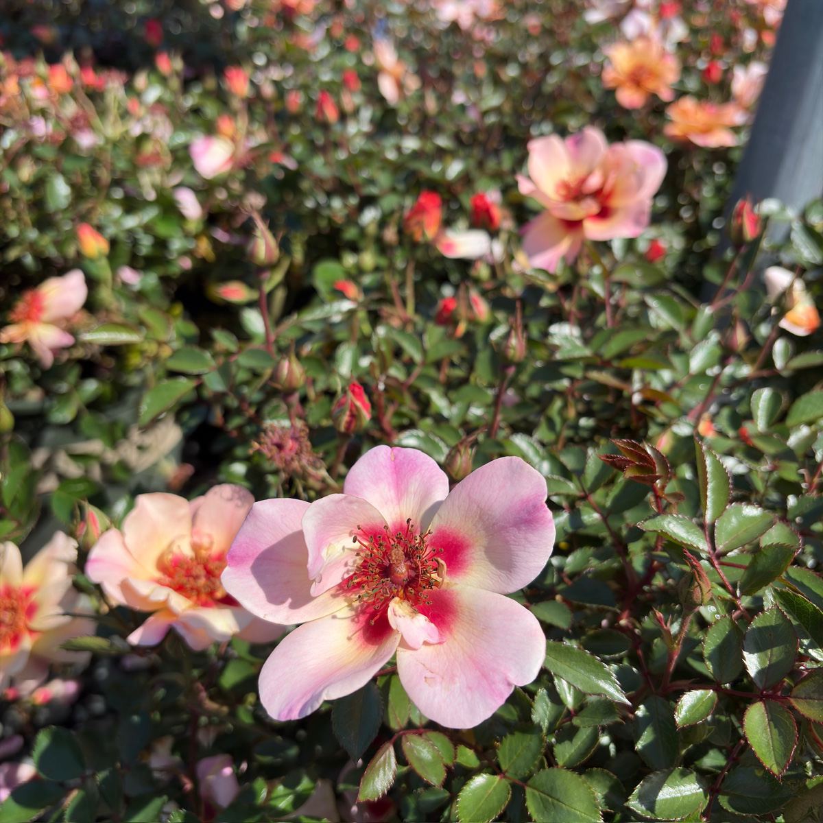 花毯地被月季