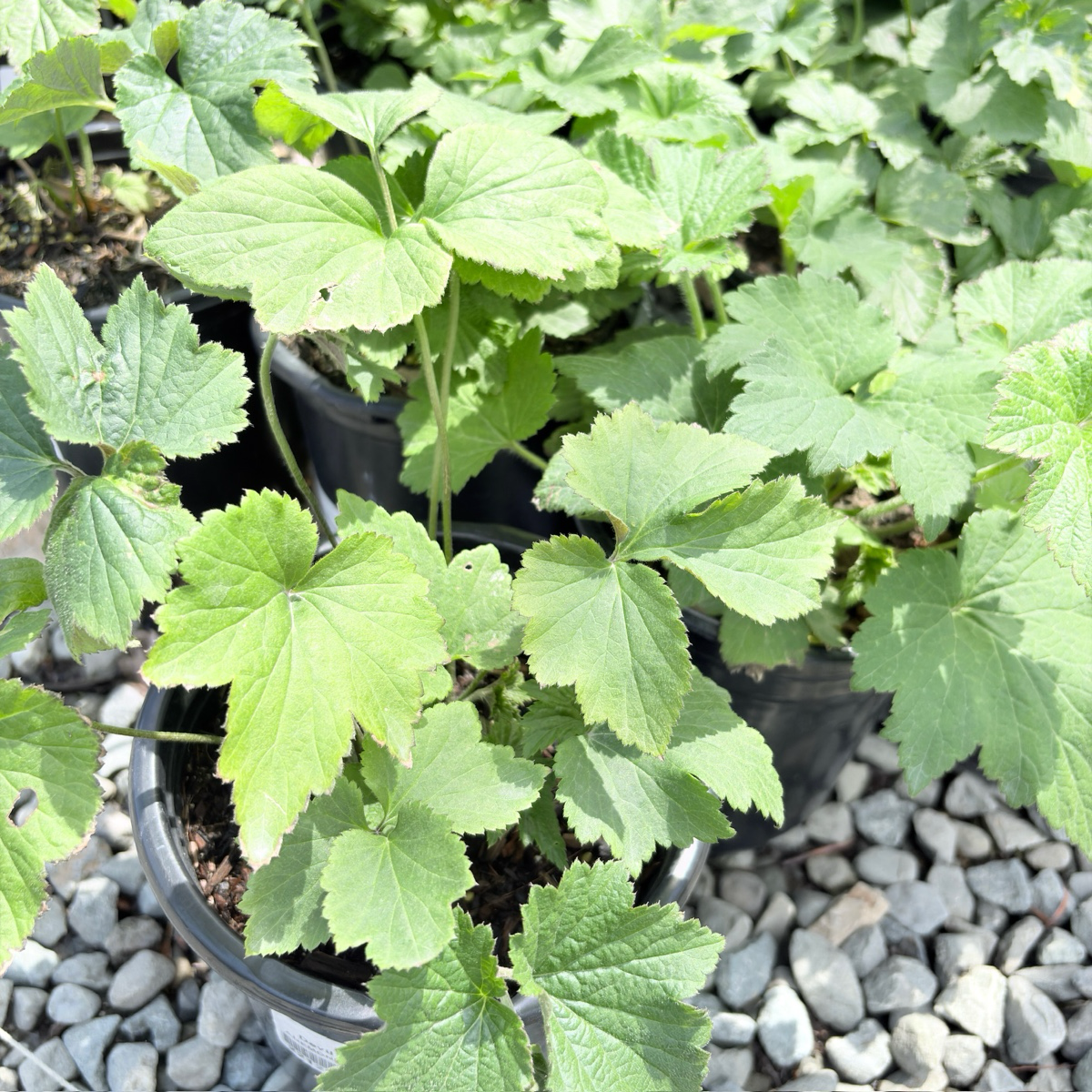 奥诺琳·乔伯特银莲花