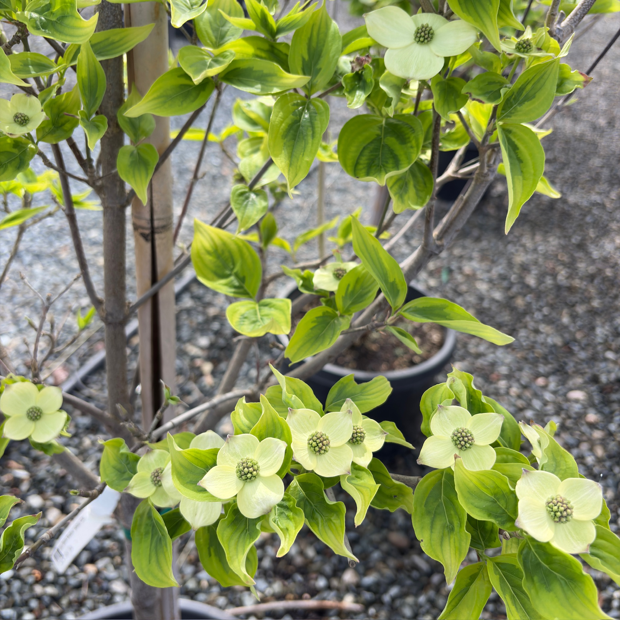 天影四照花