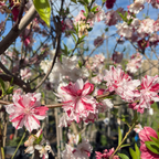 三色桃花