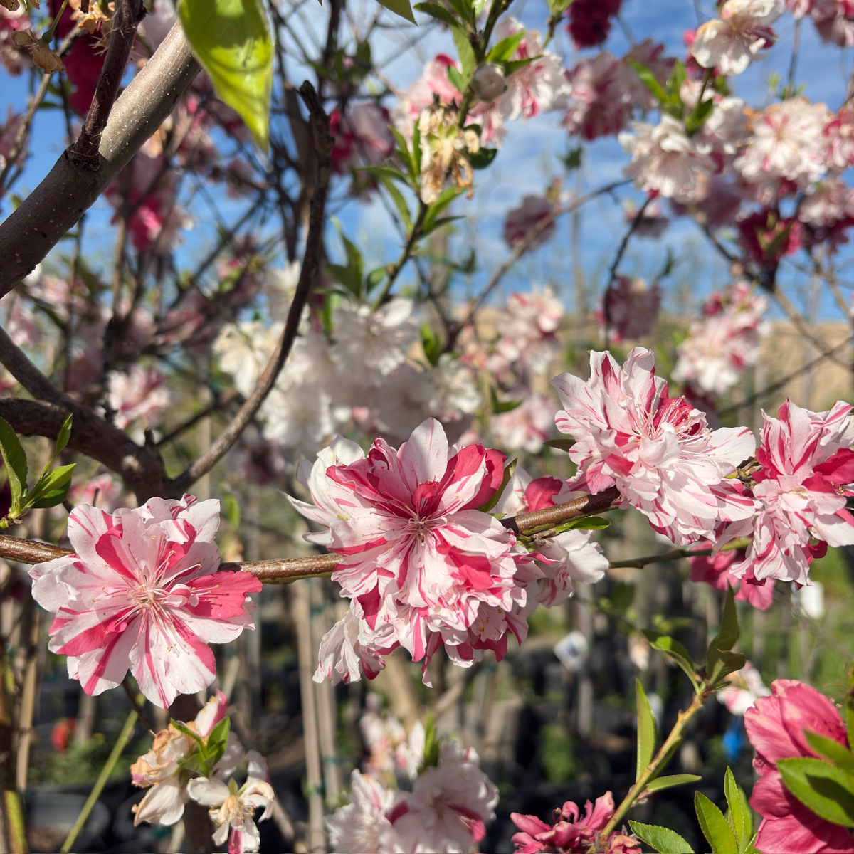 三色桃花