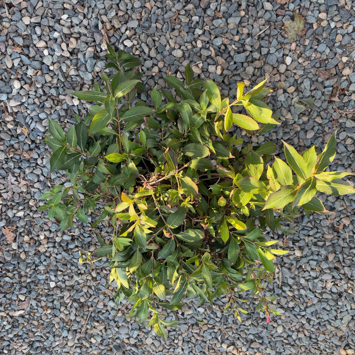 迷你锦带花