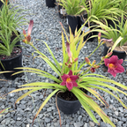 小事业萱草花