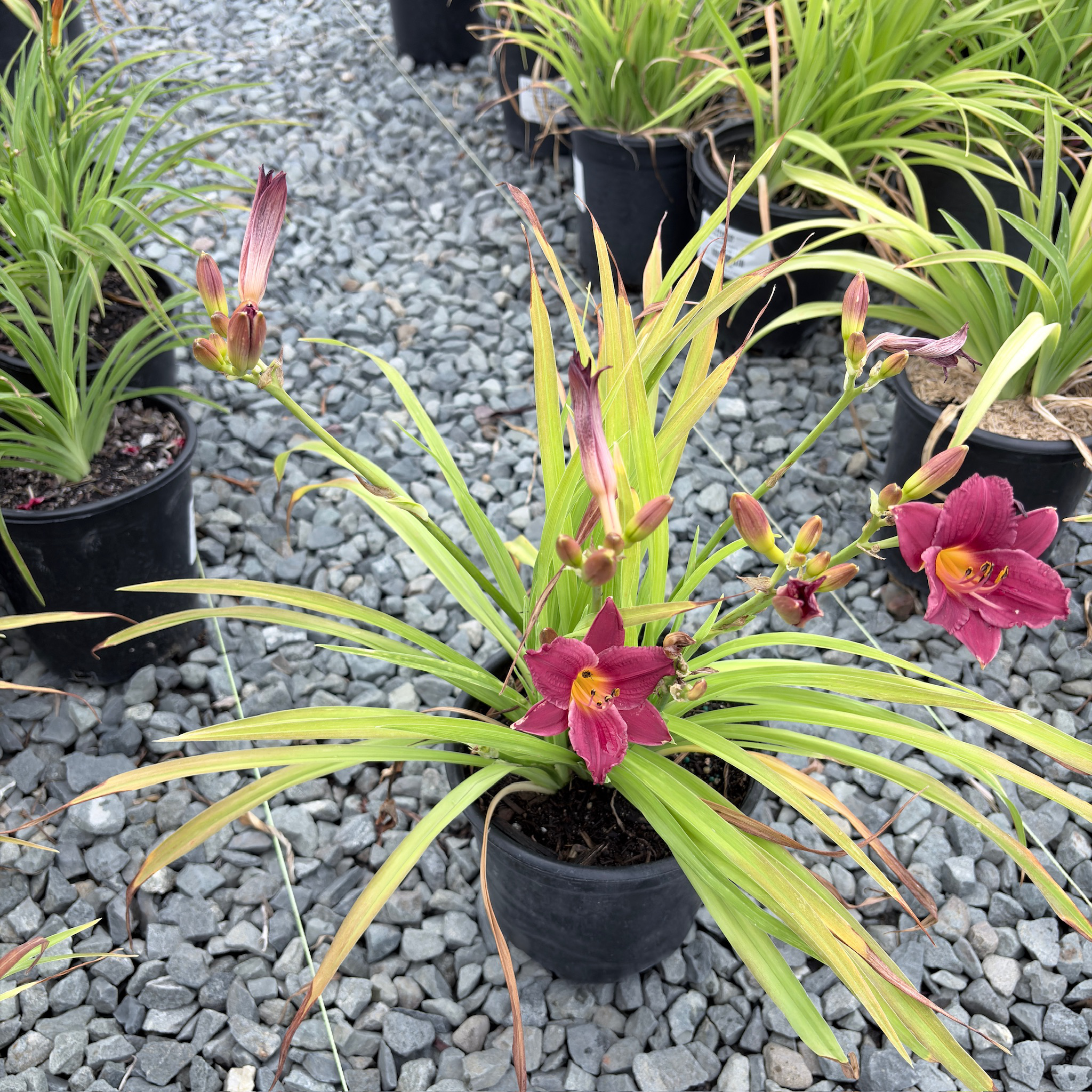 小事业萱草花