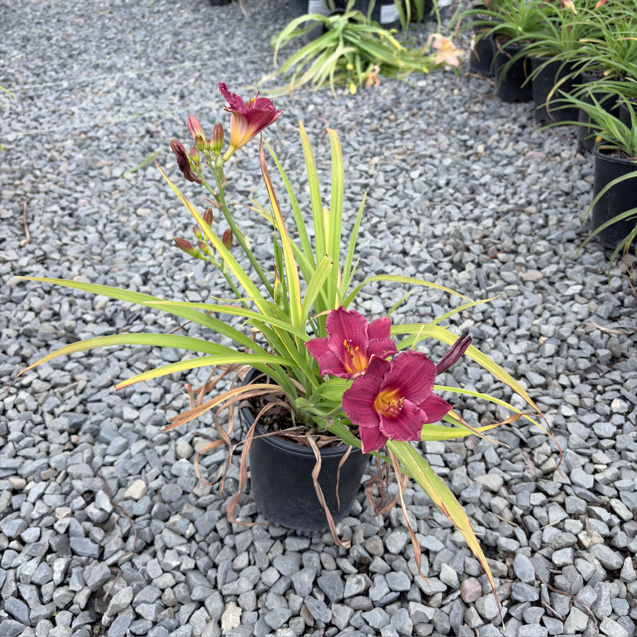 小蔓越莓萱草花