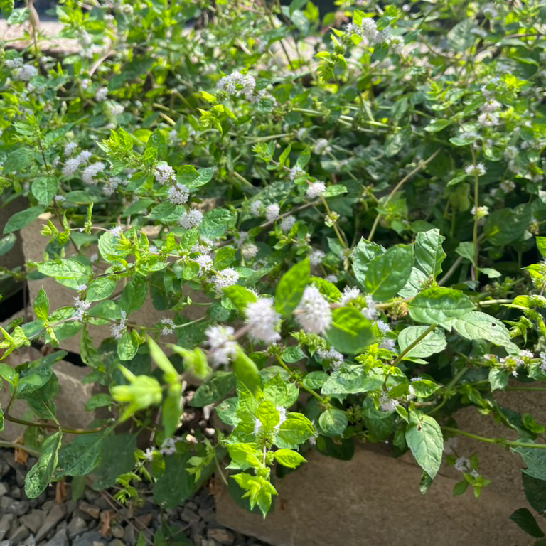 新风轮菜
