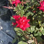 无敌灌木月季