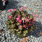 莓果亮虎耳草