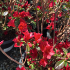 沃德红宝石杜鹃花
