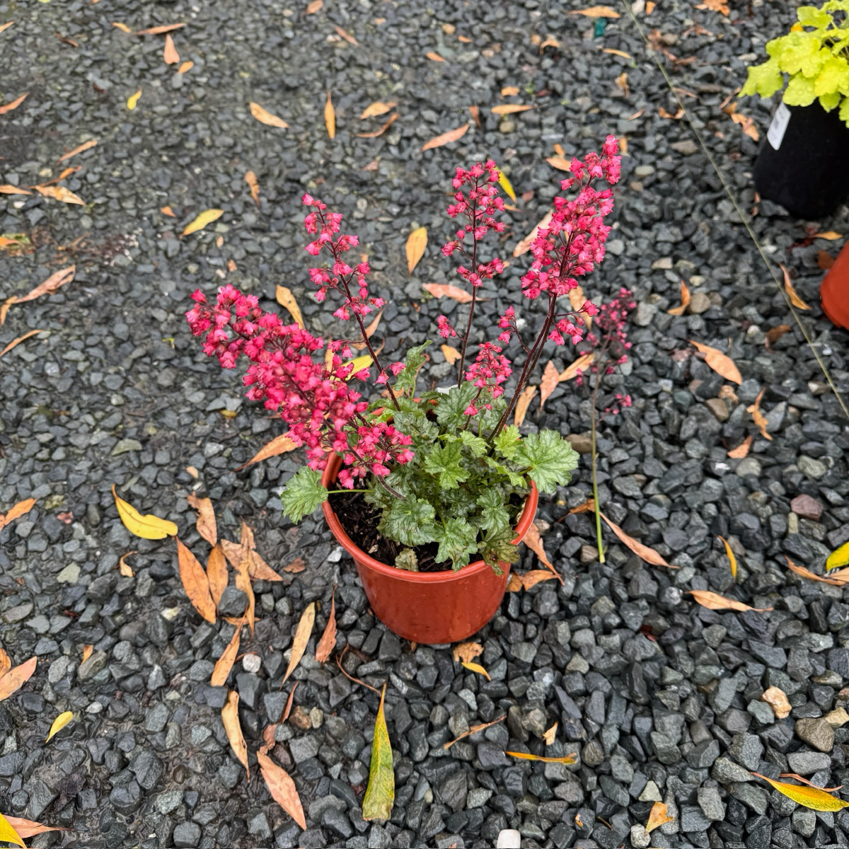 香榭绛叶矾根