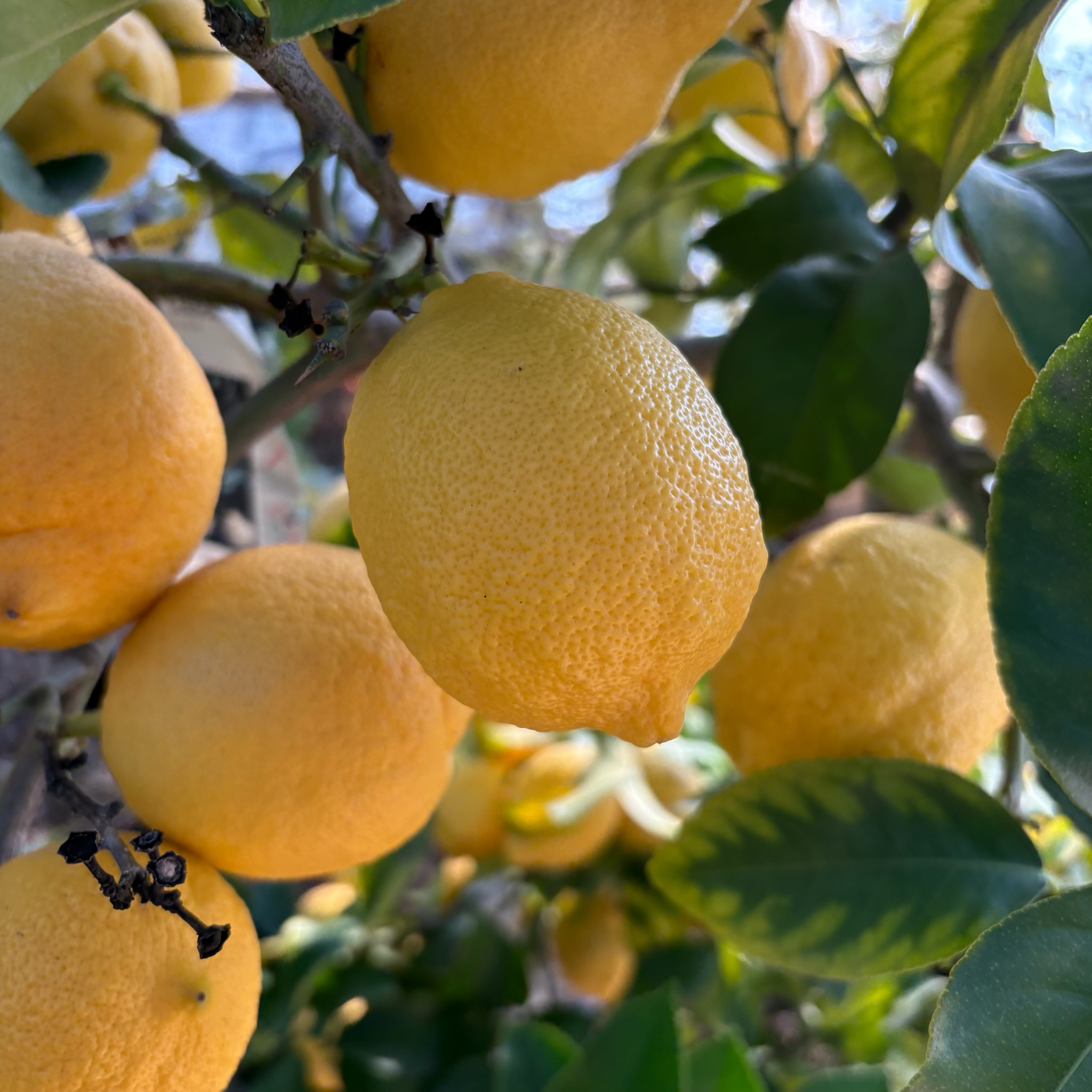 里斯本柠檬树