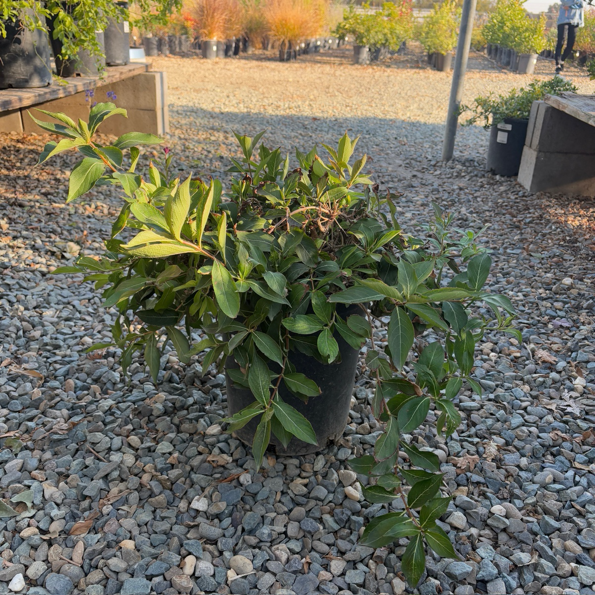 迷你锦带花