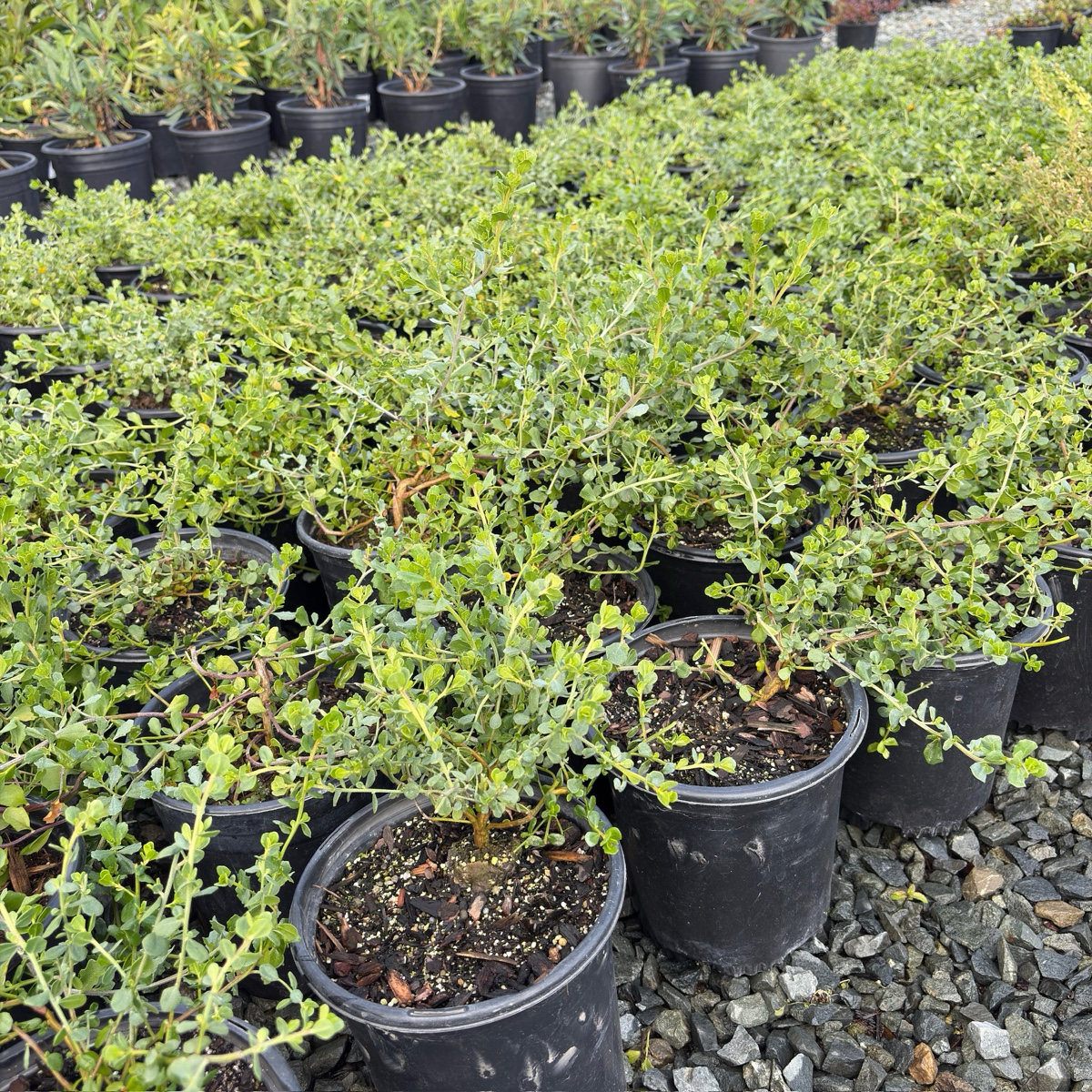 鸽点铺地菊
