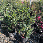 中国红山茶花