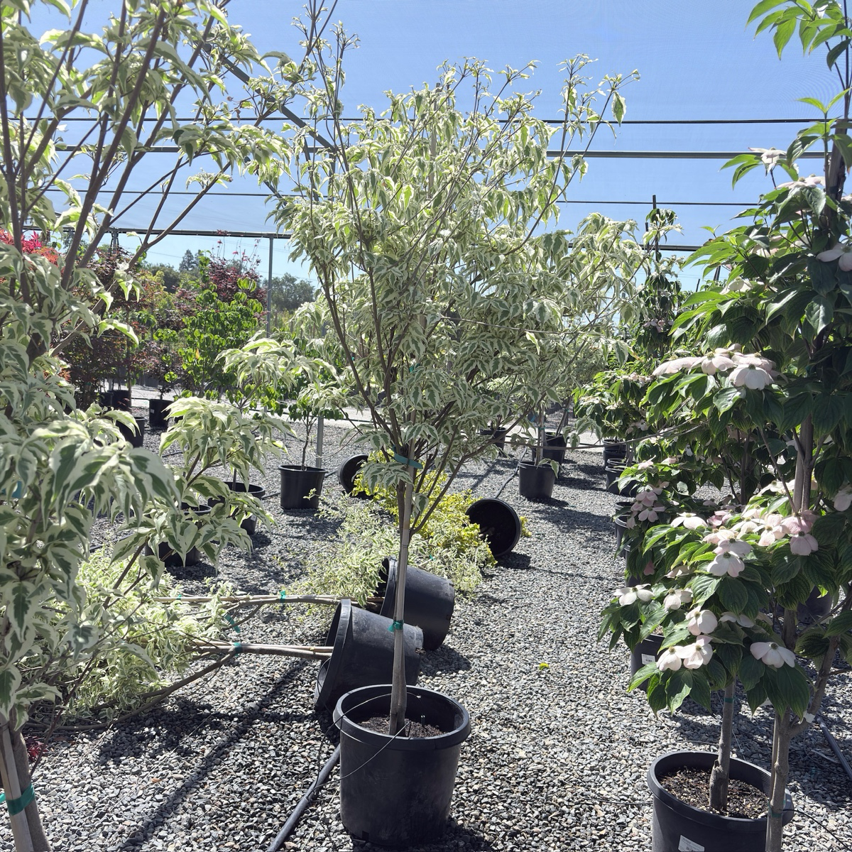 夏日狂欢四照花