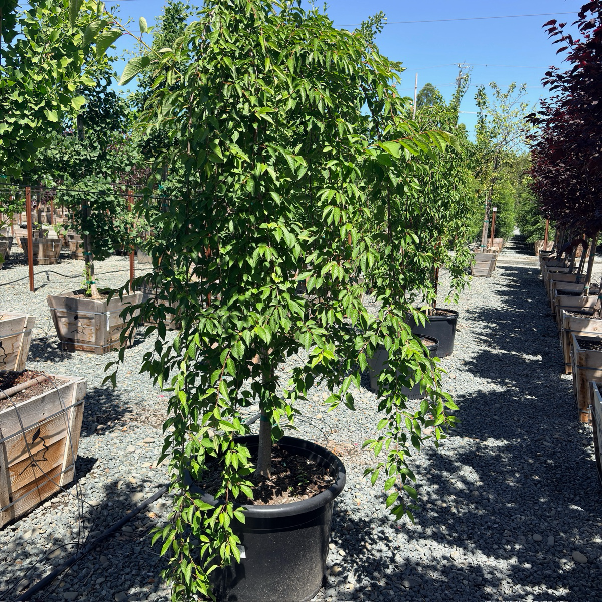 白花垂枝樱花树