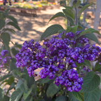 芳悦香水草