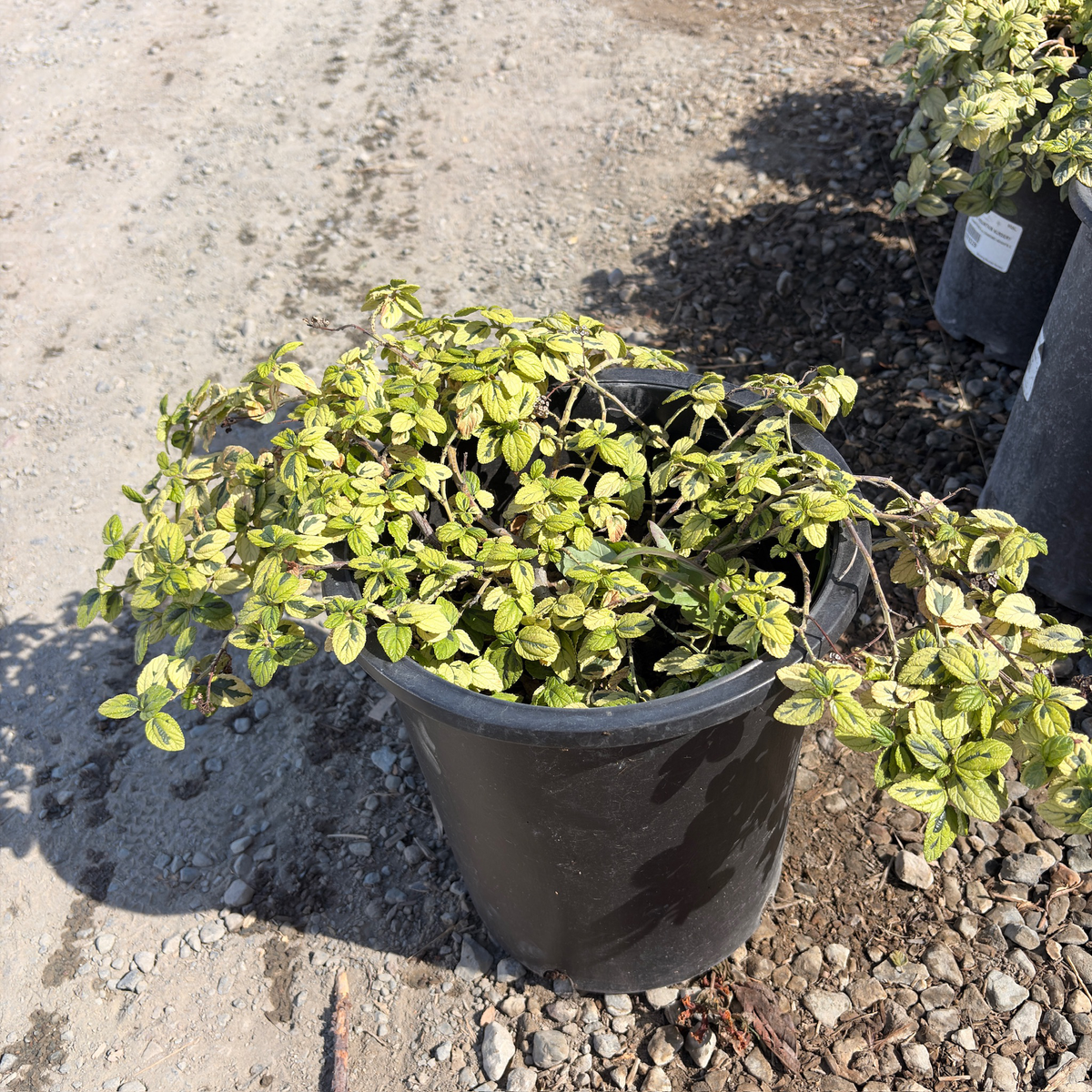 匍匐美洲茶-花叶匍匐加州丁香