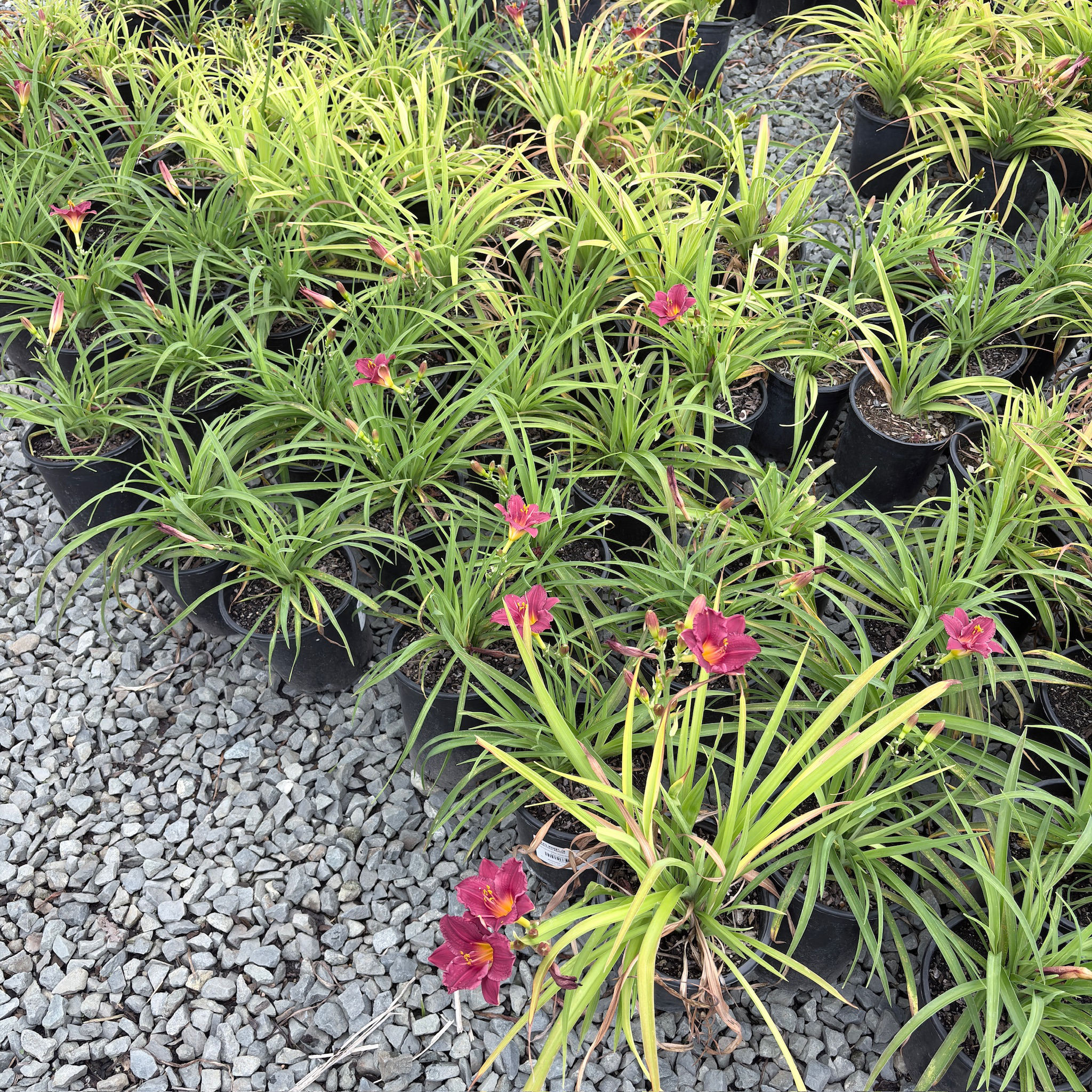 小蔓越莓萱草花