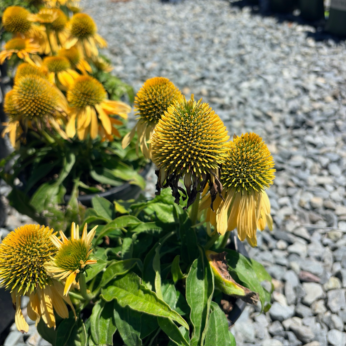 松果菊
