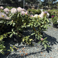 白色卡托巴杜鹃花