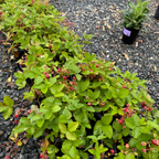 加州野草莓